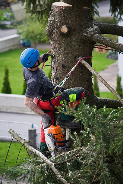 Professional Tree Services in Lugoff, SC